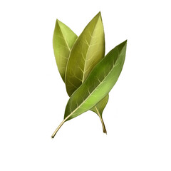 Bay leaves isolated on white background. Dry bay leaf. Dried laurel bay leaves in bundle. Herbs spices. Healthy food natural organic plant. Series of ingredients for cooking. Digital art.