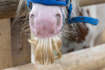 A head shot of a Welsh Cob stallion looking over a fence.