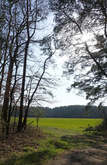 Waldweg im Gegenlicht