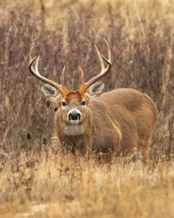 Whitetail Buck During the Rut