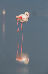 Fototapeta na wymiar Greater Flamingo resting on one leg at Eker creek, Bahrain