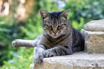 Portrait of beautiful cat, Cute tabby cat with green eyes and long whiskers looks at camera and relaxes. Close up, macro, slow motion, outdoors