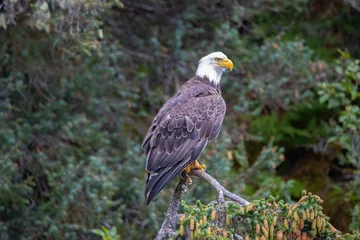 Wall murals Alaska Homer Bald Eagles Otters and Seals