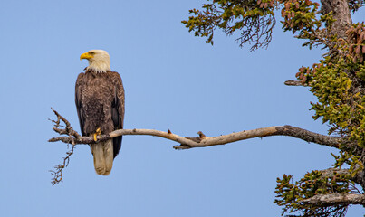Alaska Homer Bald Eagles Otters and Seals