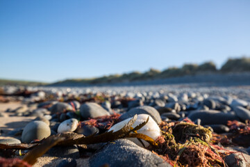 pebbles on the beach