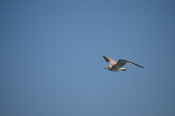 Fototapeta na wymiar seagull with open wings flying in the blue sky