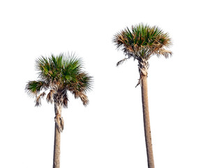 Cabbage Palm Trees or Sabal Palmetto in Florida on White Background