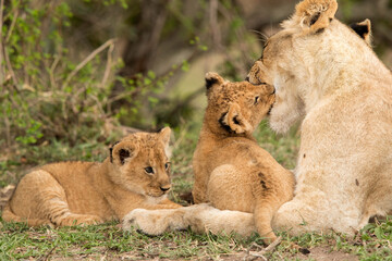 Lioness and her cubs, Masai Mara