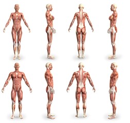 8 high detailed images in 1, male and female bodies with muscle map - physiology research concept for healthcare - cg medical 3D illustration isolated on white