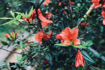 A bush with red flowers blooming in the garden.