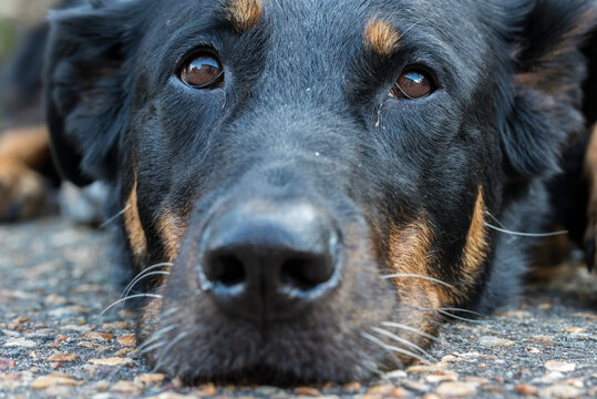 Portrait d'un chien berger