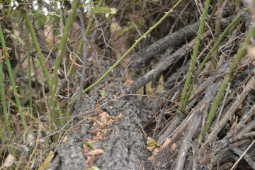 fallen tree in the forest
