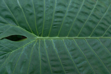Close up of tropical green big leaf texture. Background.