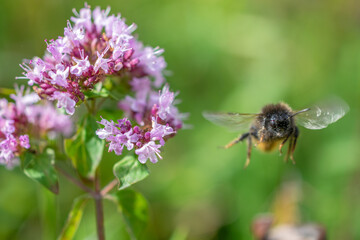 Eine Hummel auf einer lila Blüte