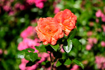 Close up of one large and delicate vivid yellow orange rose in full bloom in a summer garden, in direct sunlight, with blurred green leaves in the background.