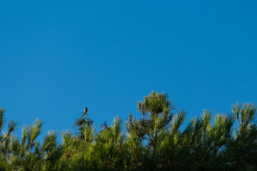 ptak zwierze niebo błękit drzewo