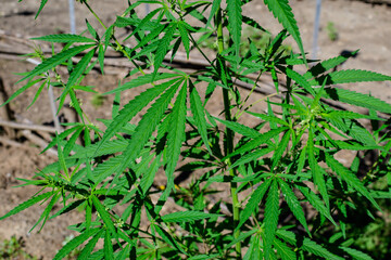 Fresh green organic hemp or cannabis leaves cultivated in an urban garden, in a summer day, beautiful outdoor monochrome green background photographed with soft focus, urban gardening.