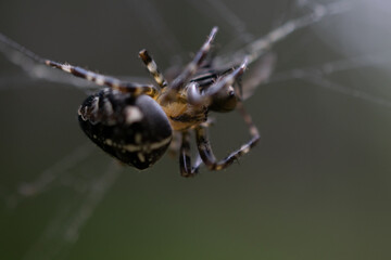 Kreuzspinne