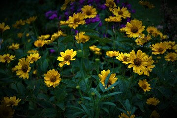 Obraz premium yellow flowers