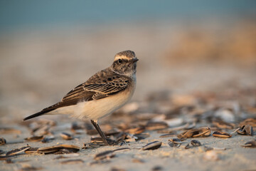Pied wheatear at Busiateen coast of  Bahrain
