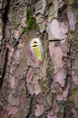 Obraz premium fluffy the caterpillar