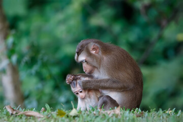 Mother and child of Southern pig-tailed macaque (Macaca nemestrina) in nature of tropical forest in Phuket Thailand. Baby monkey is in mother's arms.