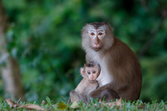Mother and child of Southern pig-tailed macaque (Macaca nemestrina) in nature of tropical forest in Phuket Thailand. Baby monkey is in mother's arms.