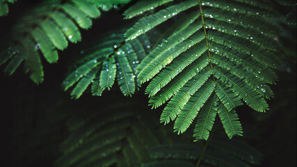 dew drops on bright green leaf after rain.