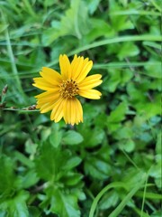 yellow dandelion flower