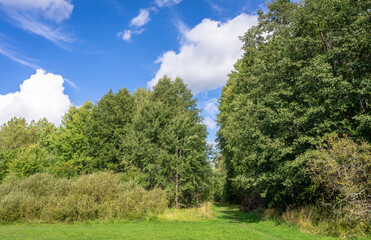 Beautiful forest landscape in summer. Tall green trees at the edge of the clearing. Blue sky and white clouds.
