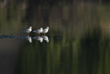 Sender-billed seagulls at Tubli bay, Bahrain