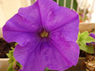 violet flower in the garden