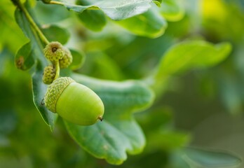 Green acorns on oak twig background.
