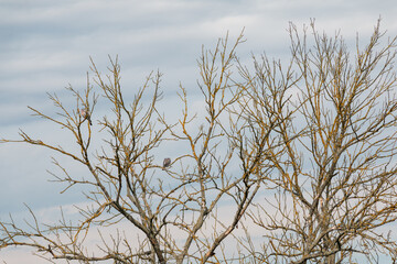 Branches without leaves on the sunset sky.
