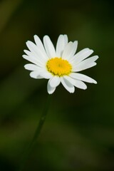 Fototapeta premium daisy in the grass
