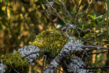 Moss