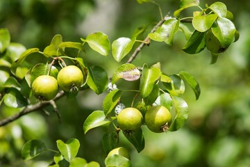 Green apples on an apple tree on the organic farm.