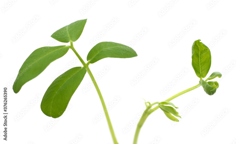 Canvas Prints green leaves of peanuts.