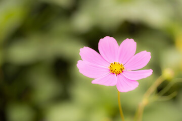 Pink Cosmos flower with a blurred green background. blooming in the field., Cosmos Bipinnatus