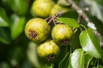 Green apples on an apple tree on the organic farm.