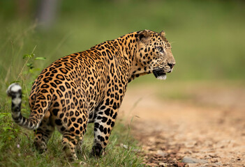 Fototapeta na wymiar Leopard scent marking at Kabini Forest Reserve, India