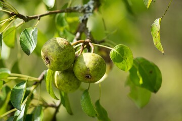 Green apples on an apple tree on the organic farm.