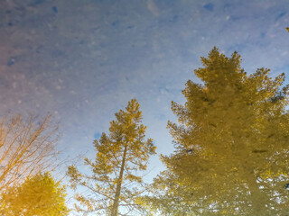 Reflecting trees and sky in a mud puddle 