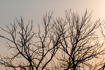 Branches without leaves on the sunset sky.