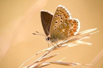 Butterfly on a flower detail on the background.