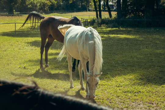 A pair of beautiful horses ath the stud in Jan&oacute;w Podlaski, Poland.