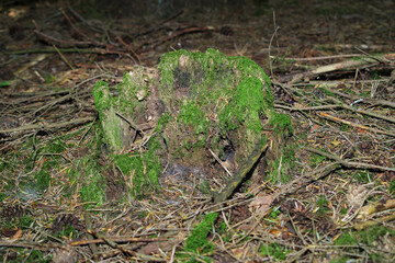 Im Wald unterwegs!