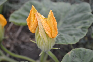 pumpkin flowers