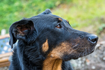 Tête d'un berger de Beauce de profil © n3d-artphoto.com