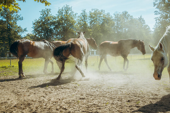 Horses at the stud in Jan&oacute;w Podlaski, Poland